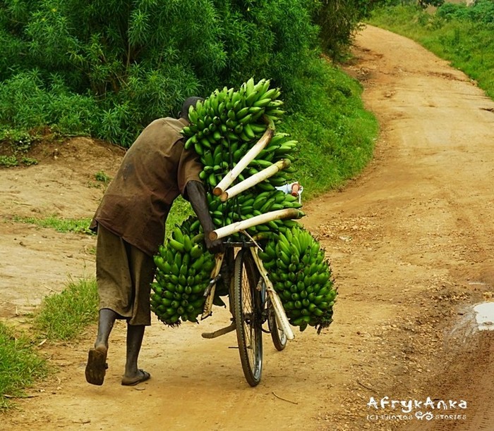 Transport bananów.