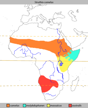 Mapa występowania gatunków strusia (wikipedia).