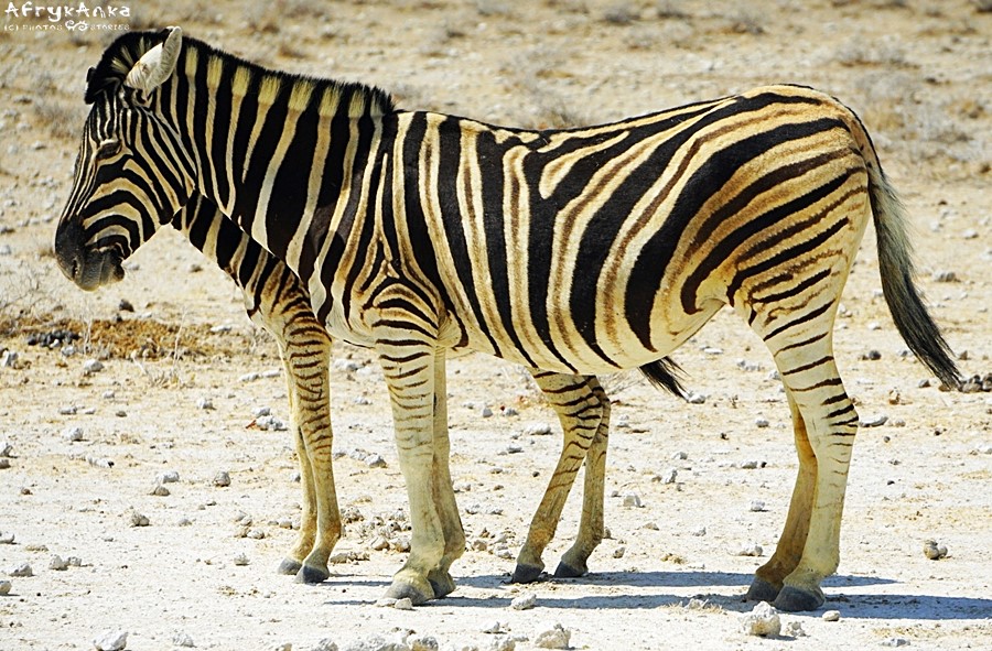 Zebra stepowa - podgatunek zebra damarska.