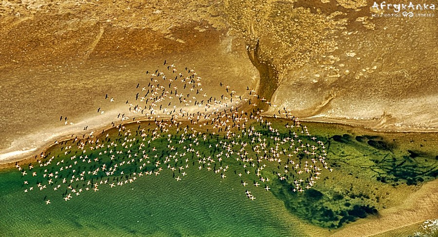 Flamingi nad Pustynią Namib.