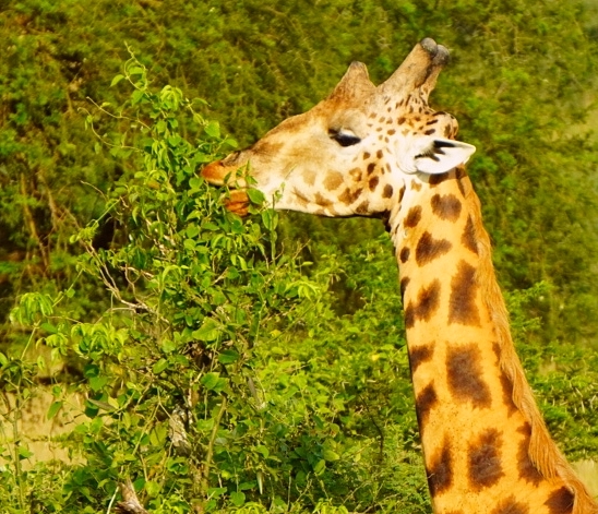 Żyrafa Rotshilda: z przodu pojedynczy róg, za dużymi rogami - jeszcze para małych rogów.