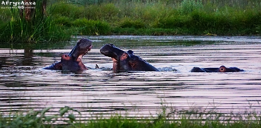 Hipopotamy do życia potrzebują płytkiej wody.