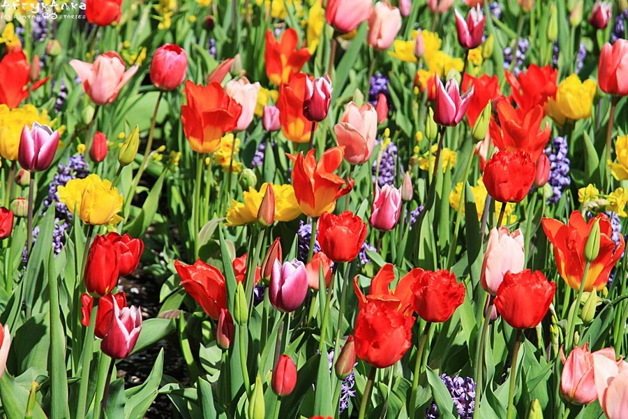 Znajdziemy tu nieprawdopodobne bogactwo tulipanów.