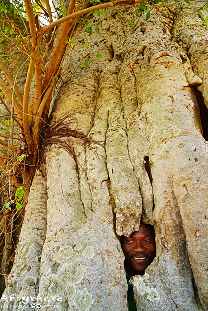 Spojrzenie ze świętego baobabu, Benin.