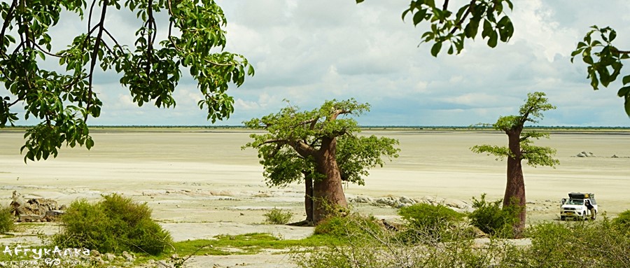 Baobaby na Kubu Island, Botswana.