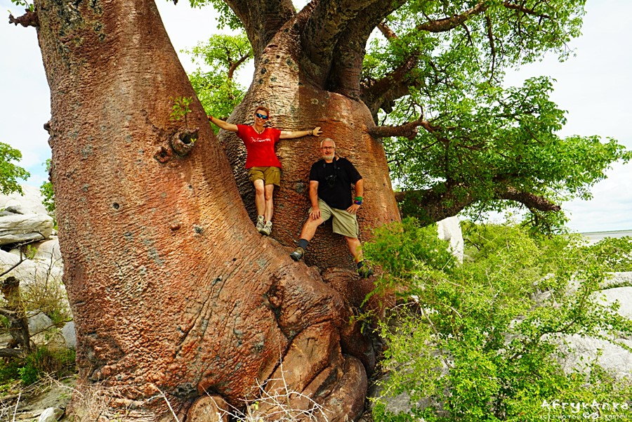 Te drzewa osiągają ogromne rozmiary i imponujący wiek... Kubu Island, Botswana.