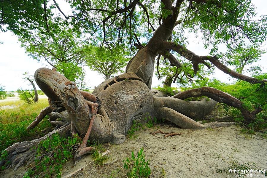 Te drzewa potrafią zaskakiwać kształtem! Nxai Pan, Botswana.