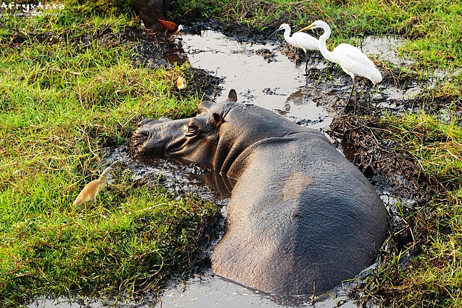PN Chobe (Botswana): hipopotam i czaple.