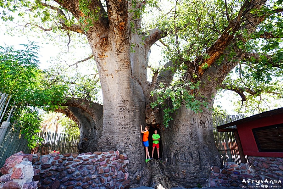 Gigantyczny baobab Ombalantu, Outapi, Namibia.