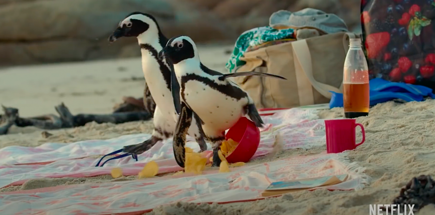 Pingwiny dzielą plażę z ludźmi (kadr z filmu)