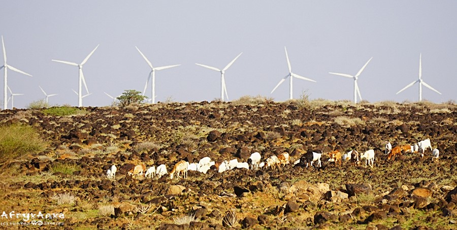 Farma wiatrowa nad jeziorem Turkana.