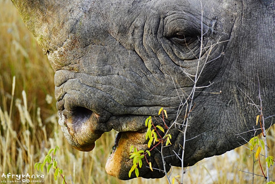 To prawda, nosorożce nie mają dobrego wzroku...