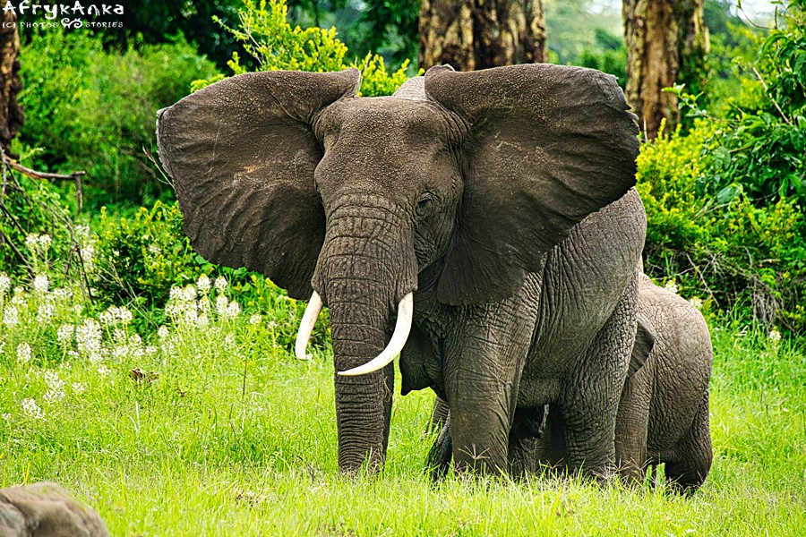 Słonie zachwycają.
