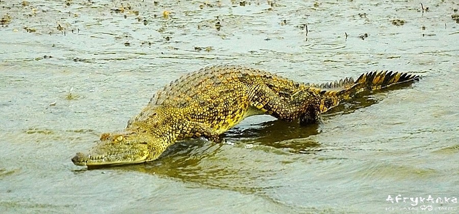Krokodyle i hipopotamy do dziś się nie lubią, choć czasem tolerują.