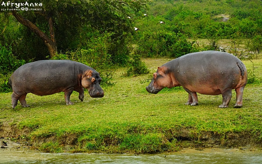 Dawno temu hipopotam żył na lądzie...