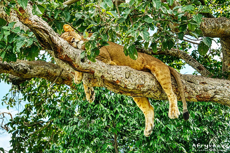 Ishasha - lwica śpiąca na drzewie.