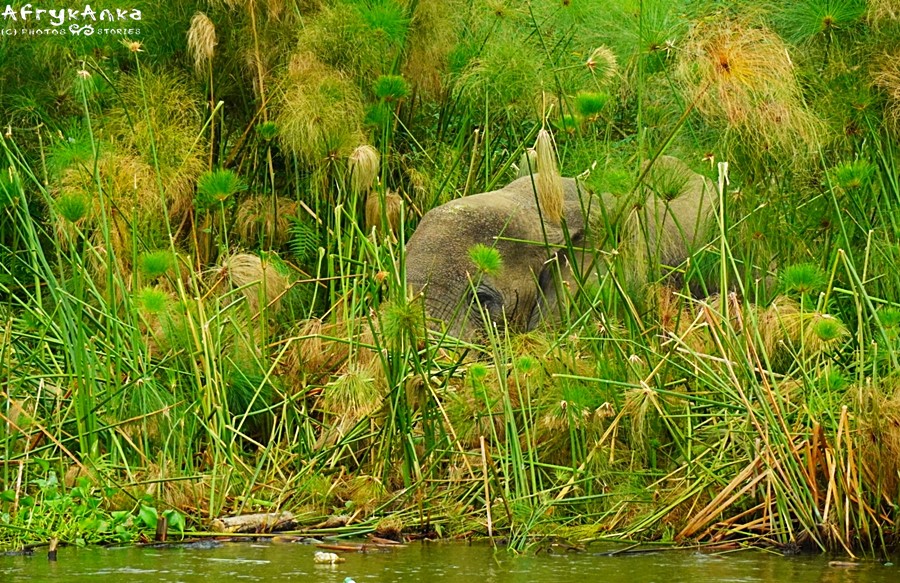 Słoń w ciborze papirusowej. Kanał Kazinga, Uganda.