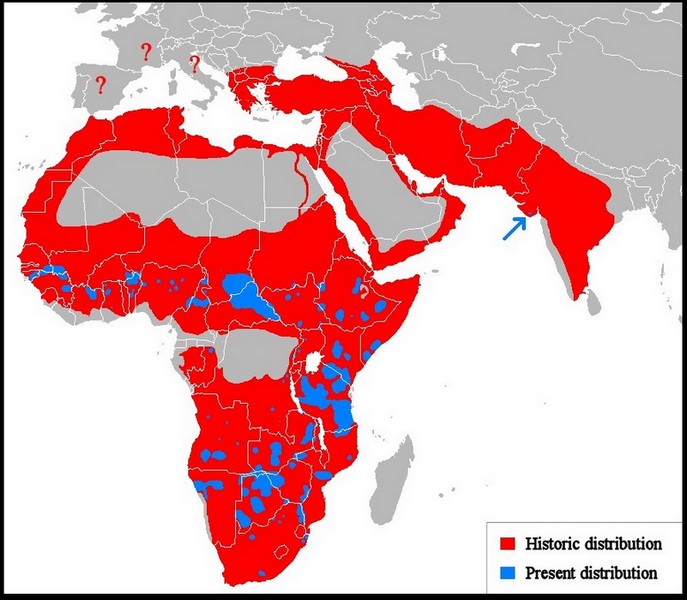 Zasięg występowania lwów. Kolor czerwony - historycznie, niebieski - współcześnie (źródło: Wikipedia).