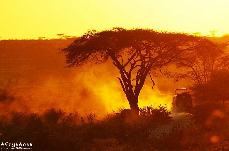 Safari w PN Samburu - drzewo w złotym kurzu wyglądało zjawiskowo.