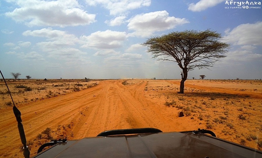 Kenia, samotna akacja w drodze przez pustynię Chalbi.
