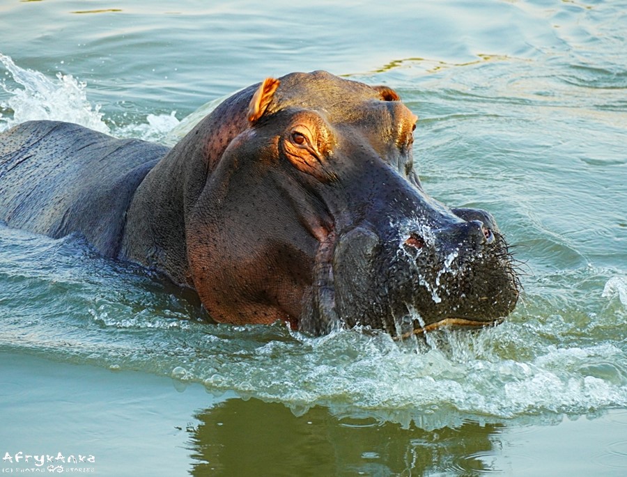A co tam - jeszcze jeden hipopotam :D