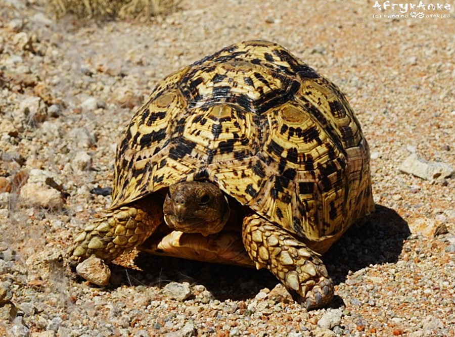 Żółw lamparci ma piękną skorupę czyli pancerz!