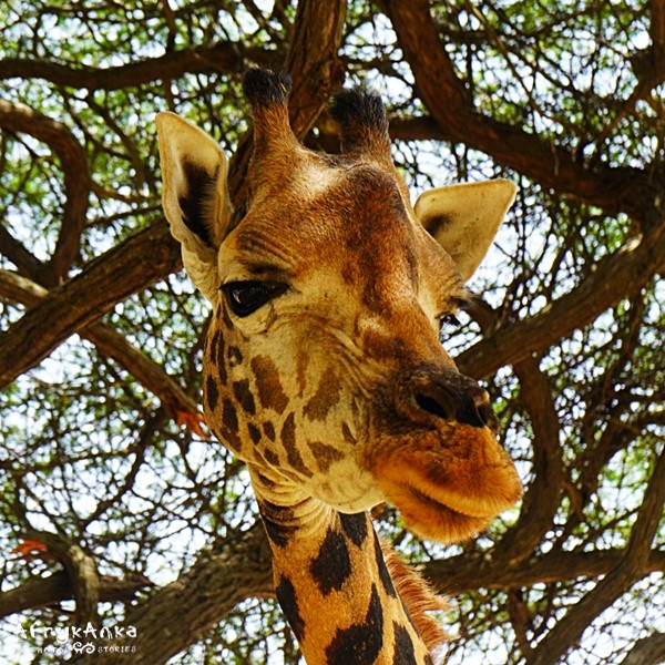 Nos w nos z żyrafą :)