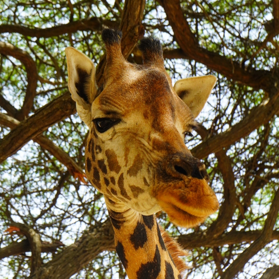 Nos w nos z żyrafą :)