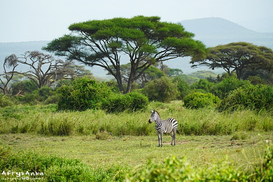 W Amboseli czasem za zwierzętami trzeba się najeździć!