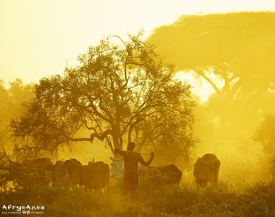 Obok parku Masajowie wypasają krowy.