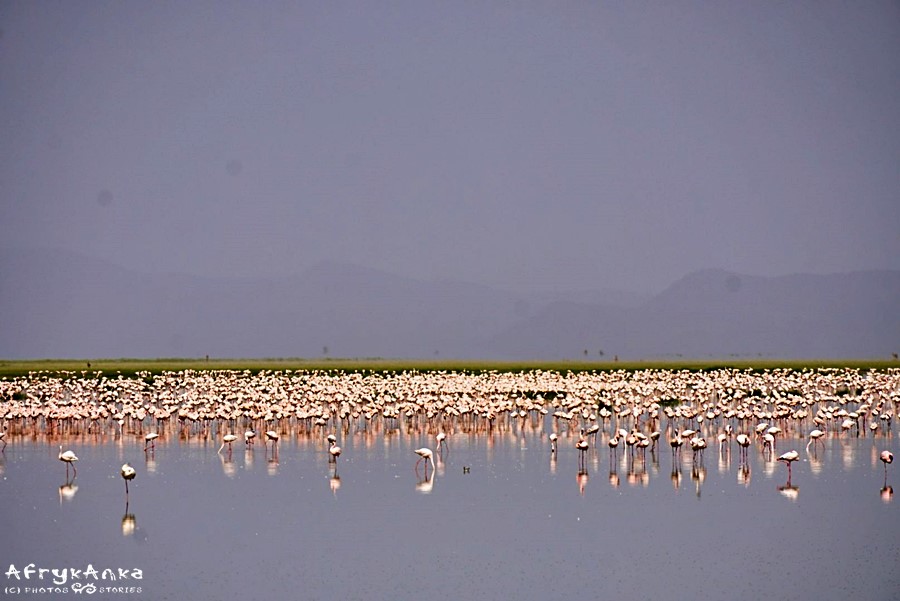 Na jeziorze Amboseli od dwóch lat jest sporo flamingów.