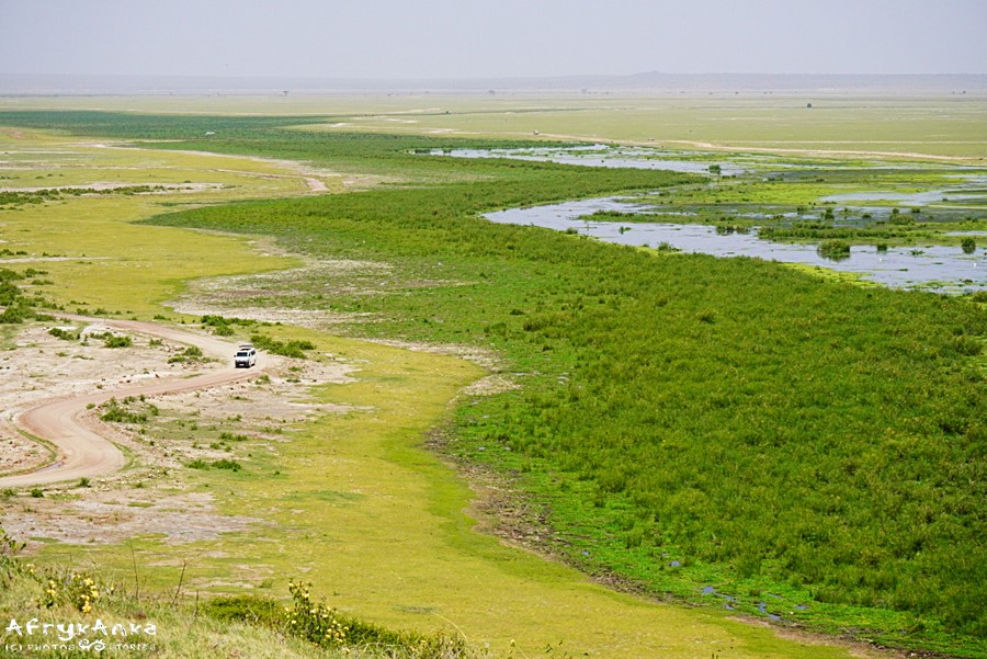 Panorama Amboseli z punktu widokowego.