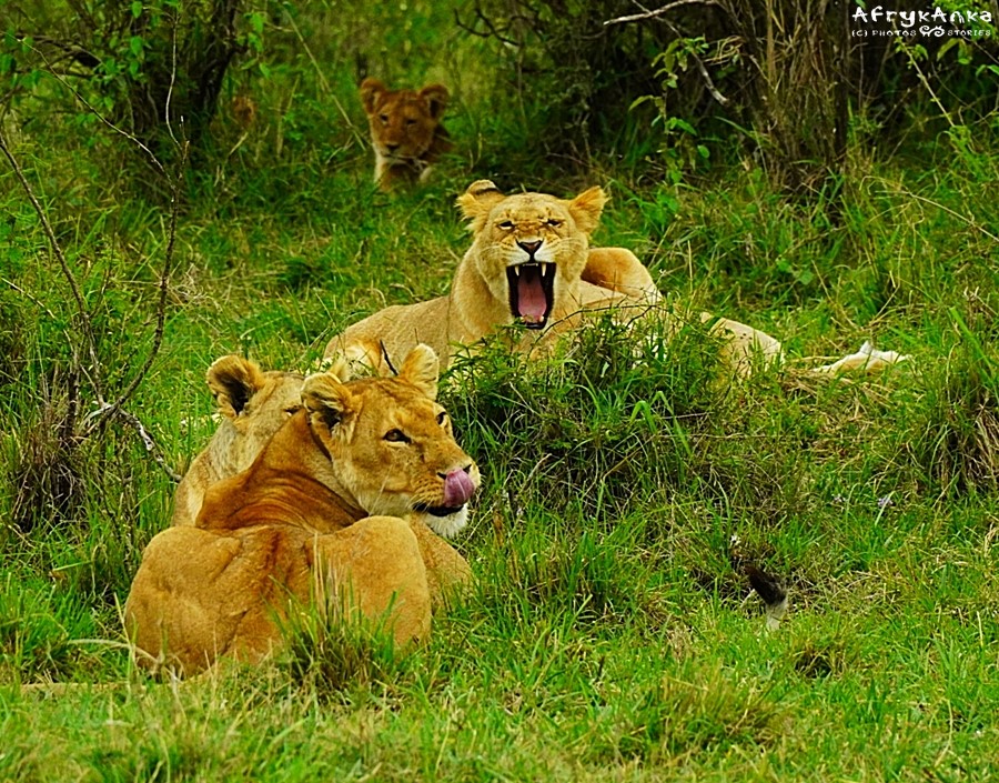 Lwice czasem opuszczają rezerwat Maasai Mara...