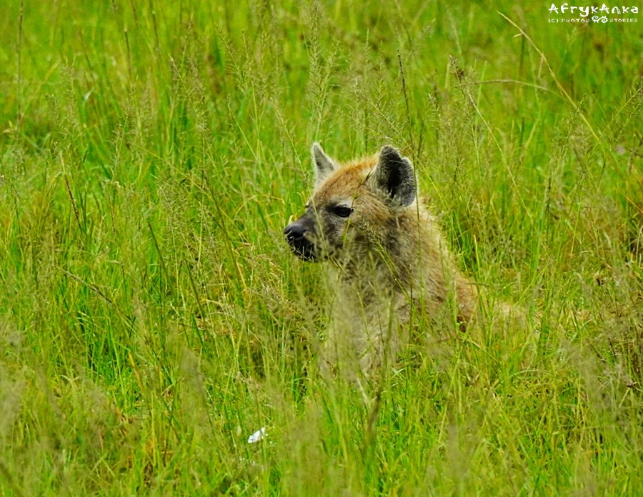 Samotna hiena musi poczekać na swą kolej.