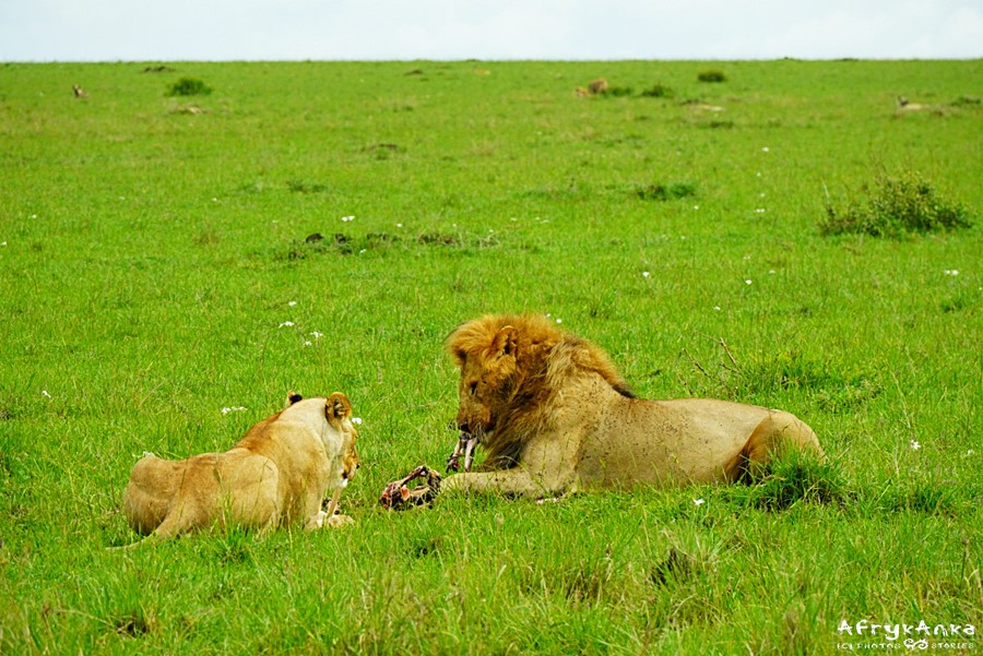 Gdy jest najedzony, lwica może do niego dołączyć.