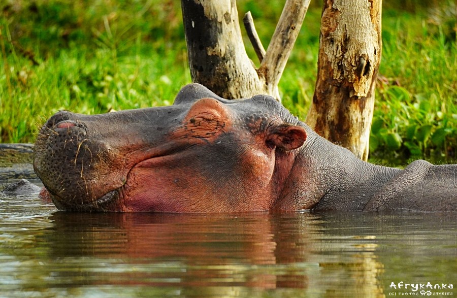 Hipopotam - mistrz relaksu!