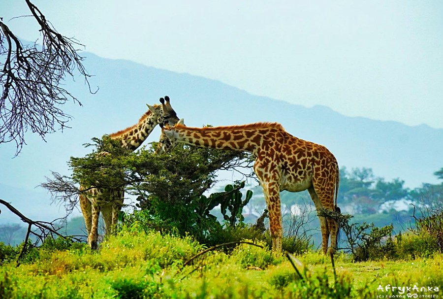 Żyrafy masajskie mają nieregularny deseń.