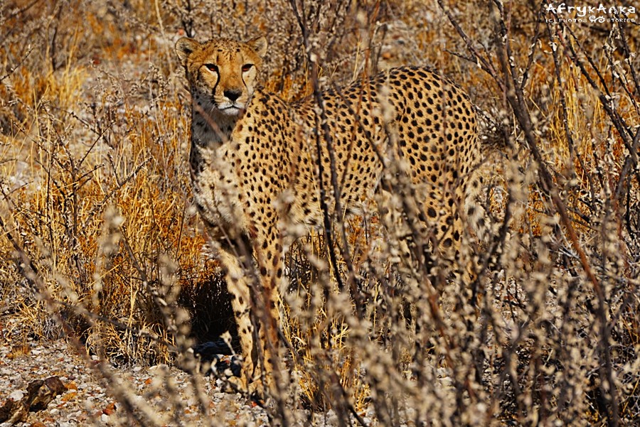 Gepardy odpoczywają w zaroślach, ale do polowań potrzebują otwartych terenów.