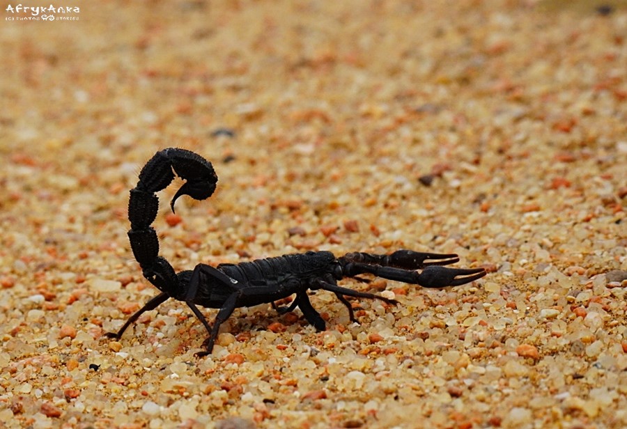 Czarny skorpion - nie wchodź mu w drogę!