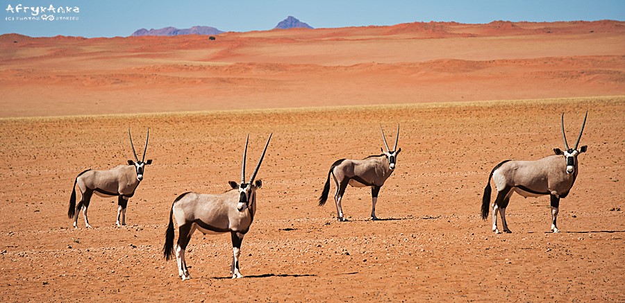 Oryksy na pustyni Namib.
