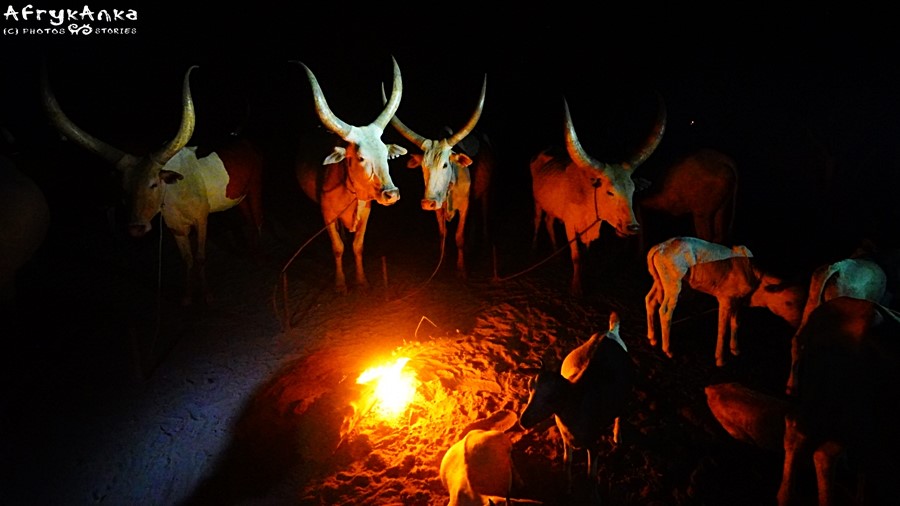 Krowy odpoczywają przy ogniskach.