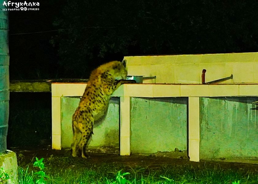 Hiena patroluje kuchnię.