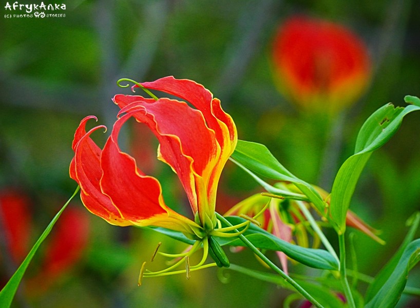 Glorioza wspaniała - jeden z najpiękniejszych kwiatów Afryki.