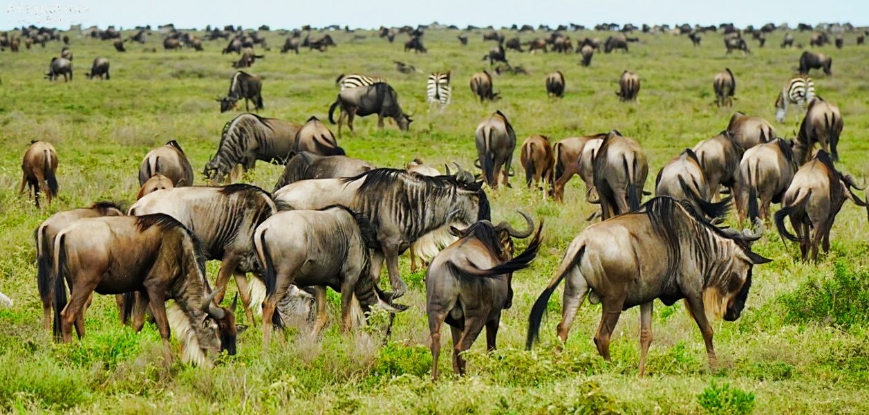Gnu w Serengeti.