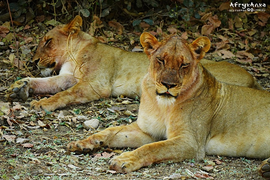 Hiena mogła paść ofiarą lwów, bo te dwa gatunki się nie znoszą.