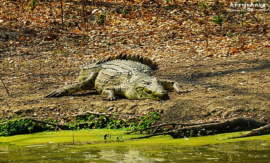 Po drugiej stronie wody odpoczywał krokodyl.