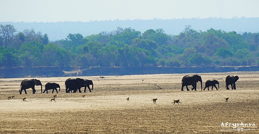 South Luangwa: słonie w drodze na nasz camp.