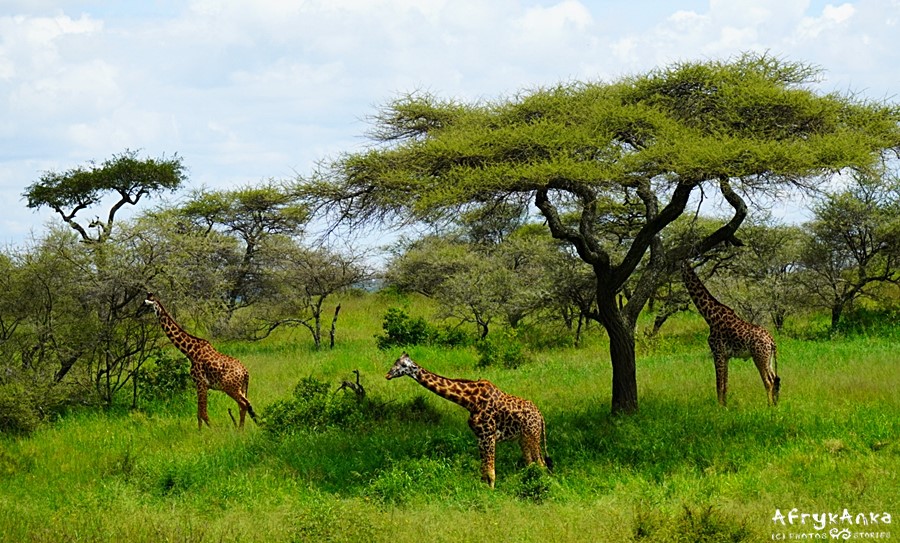 Akacje na Serengeti (Tanzania).
