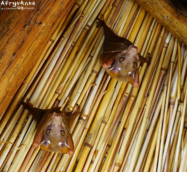 Pagonowiec baobabowy czyli Wahlberg's epauletted fruit bat 