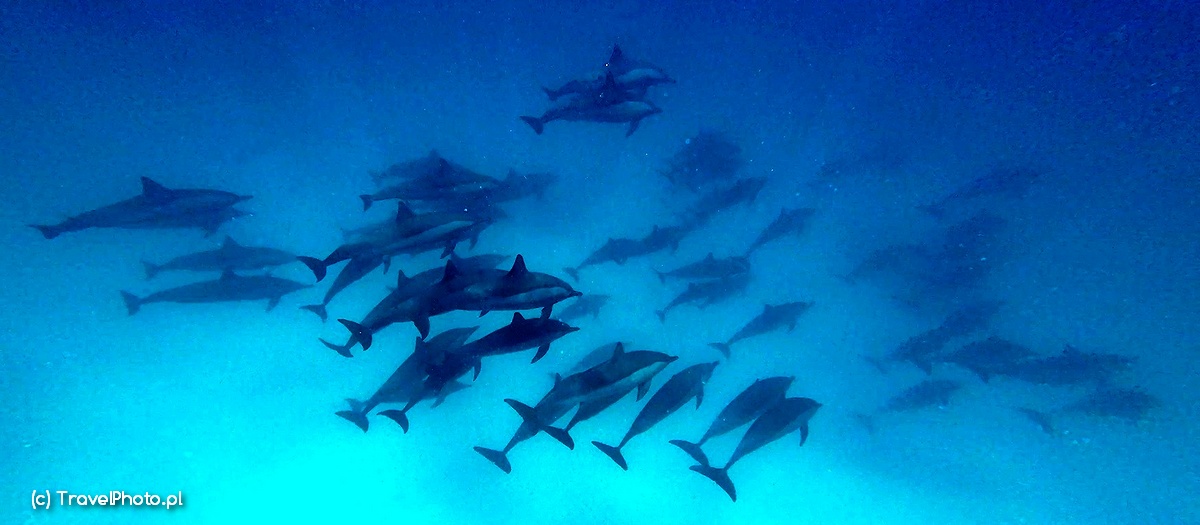 Grupa delfinów płynąca pod nami.